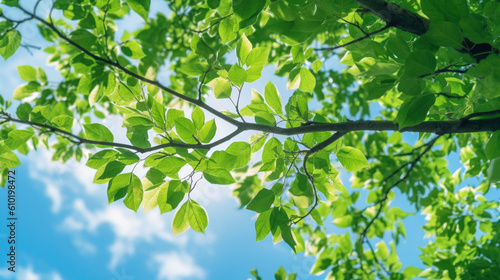 Green leaves of a tree agai...