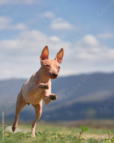cheerful dog jumping against the sky. American Hairless Terrier. movement, funny, happy, wide angle, joke 