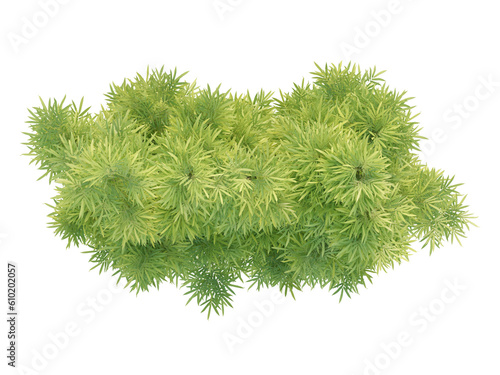 Phyllostachys Aurea - Top View Bambou (ID: 610202057)