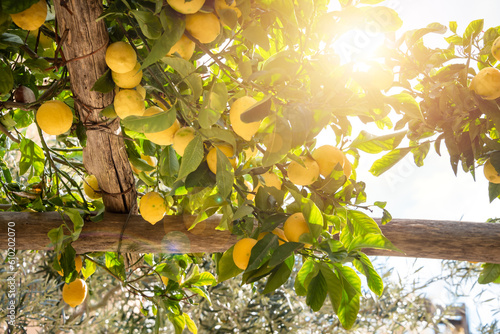 Fotografia Lemons growing in a sunny garden on Amalfi coast in Italy