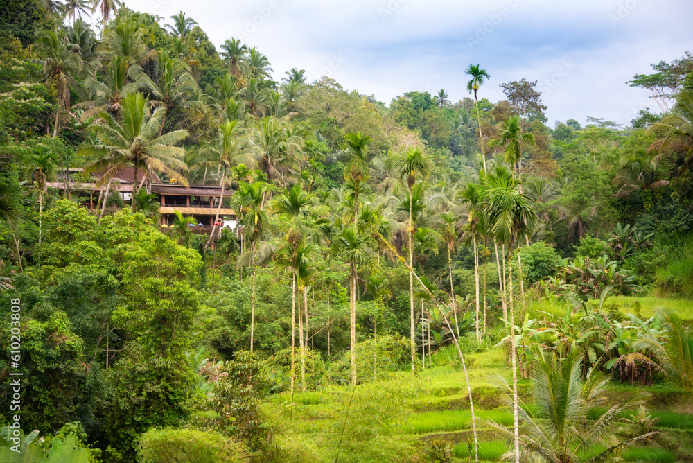 Lush rice fields plantation on Bali island, Indonesia Lush rice fields plantation on Bali island, Indonesia