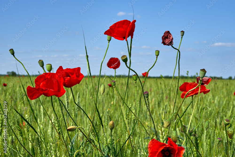Obraz premium poppy flowers grow in the field
