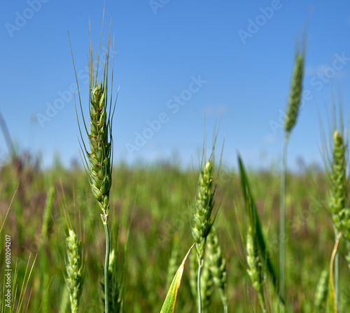 ears of wheat grow in a field on a farm