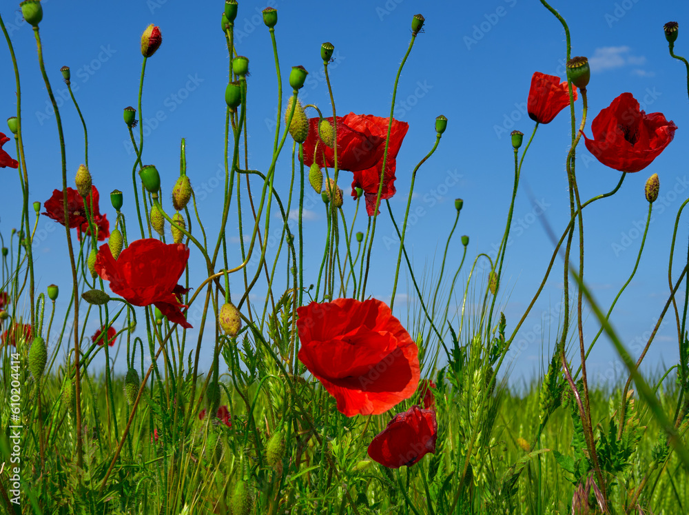 Obraz premium poppy flowers grow in the field