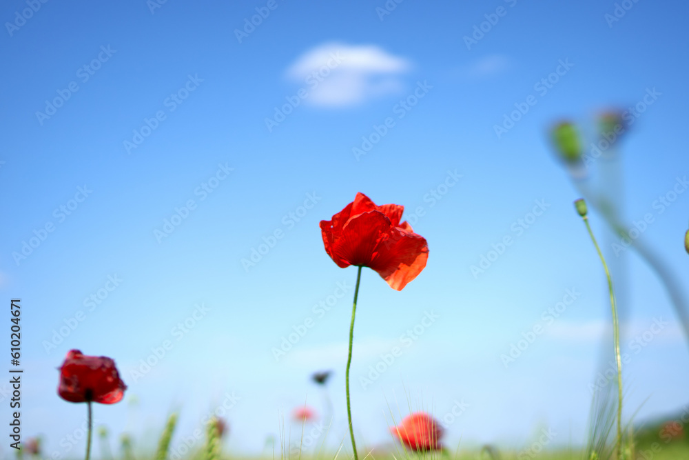 Obraz premium poppy flowers grow in the field