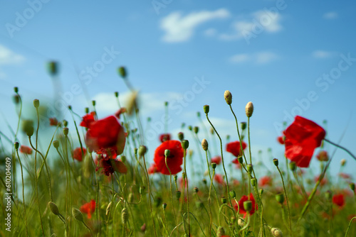 poppy flowers grow in the field