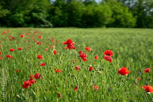 poppy flowers grow in the field