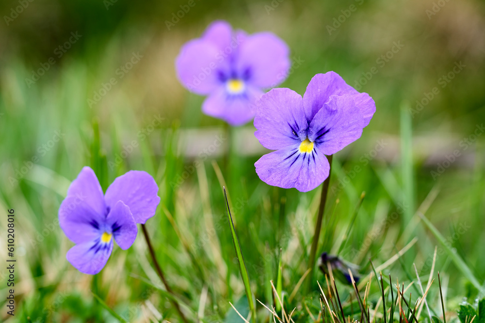 Viola calcarate a species of genus Viola Viola calcarate a species of genus Viola
