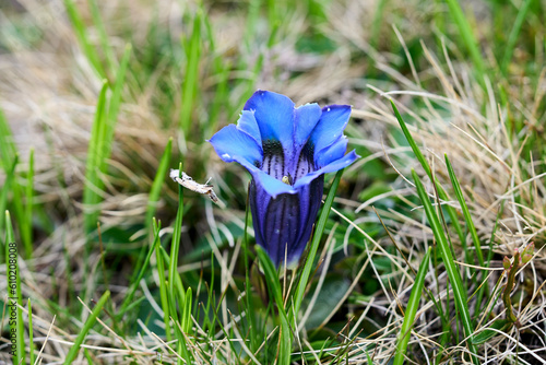 Gentiana clusii, commonly known as flower of the sweet-lady or Clusius' gentian           photo