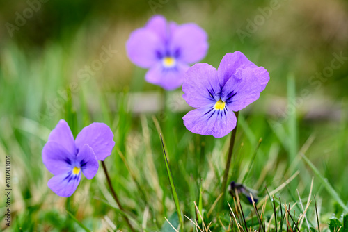 Viola calcarate a species of genus Viola        