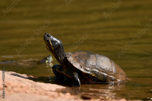 Red-eared slider or red-eared terrapin (Trachemys scripta elegans) couple