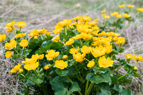 Caltha palustris, known as marsh-marigold and kingcup