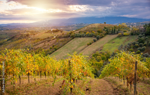 Colorful vineyard in autumn  agriculture and farming