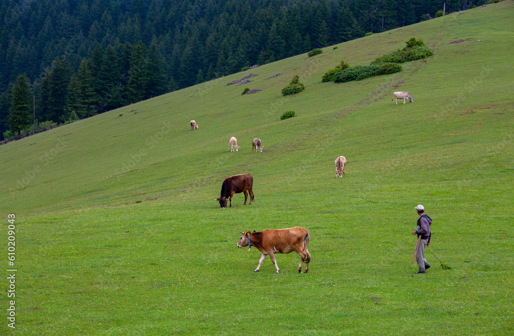 Giresun Province, Kulakkaya highland lush nature and houses and animals in the highland Giresun Province, Kulakkaya highland lush nature and houses and animals in the highland