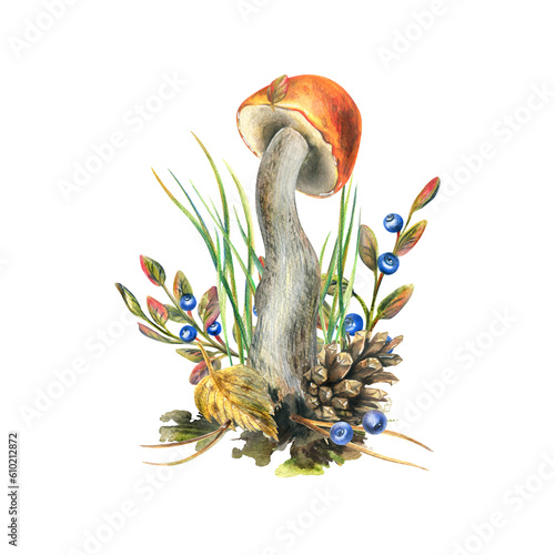 Mushrooms forest boletus with grass, blueberries, moss and cone. watercolor illustration, hand drawn. Isolated composition on a white background