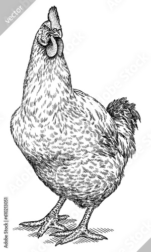 Vintage engraving isolated chicken set illustration rooster ink sketch. Farm fowl background hen bird silhouette cock art. Black and white hand drawn vector image