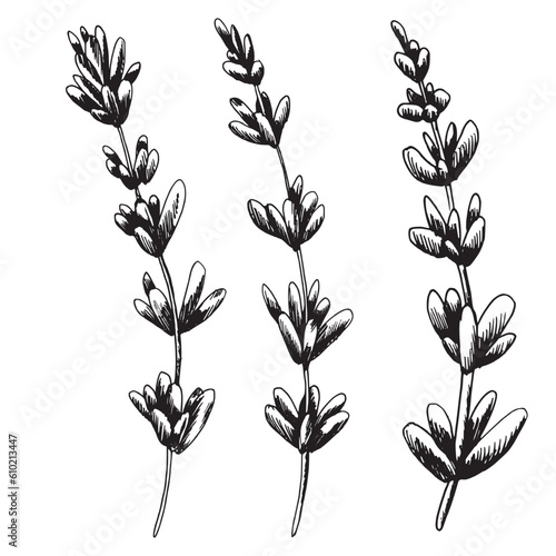 Twigs with lavender flowers. Hand drawn illustration, EPS graphic vector. Isolated composition on a white background.