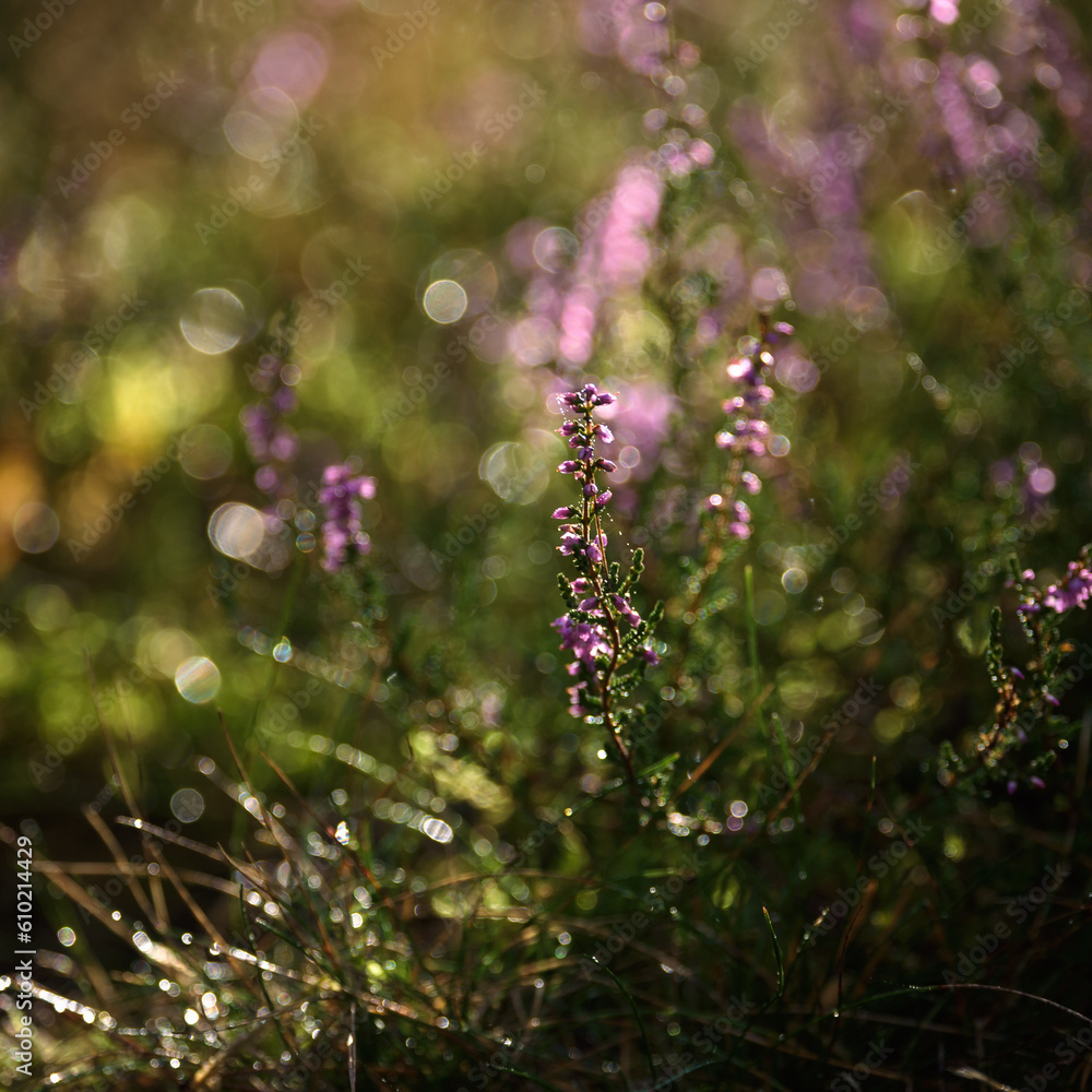 Obraz premium HEATHER - Autumn plants in the shimmering morning dew