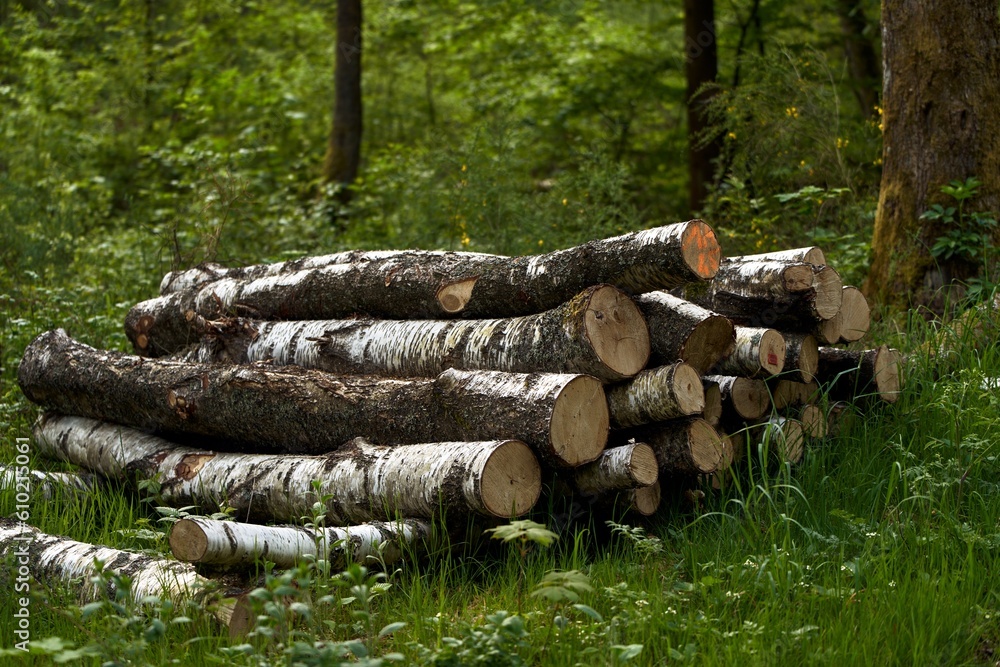 Deforestation is a threat to the environment and sustainability. The stumps of the cut-down trees. Damage caused by human activities Deforestation is a threat to the environment and sustainability. The stumps of the cut-down trees. Damage caused by human activities