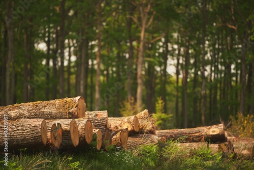 Photos Devastating effects of deforestation