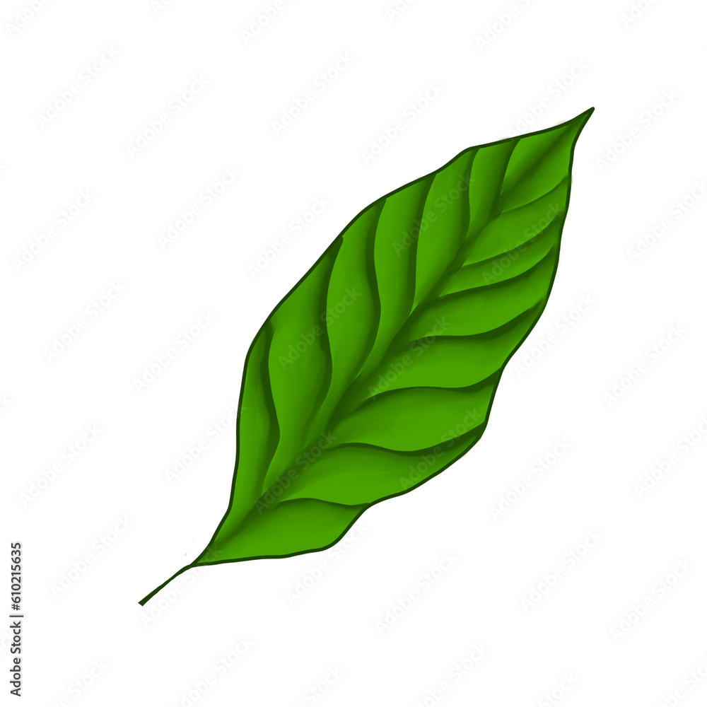 Fototapeta premium Coffee leaf draw and paint for decoration no background 