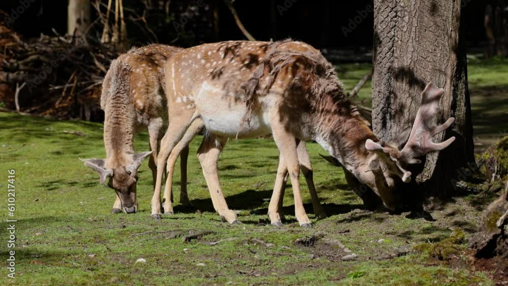 The fallow deer, Dama mesopotamica is a ruminant mammal belonging to the family Cervidae. The fallow deer, Dama mesopotamica is a ruminant mammal belonging to the family Cervidae.