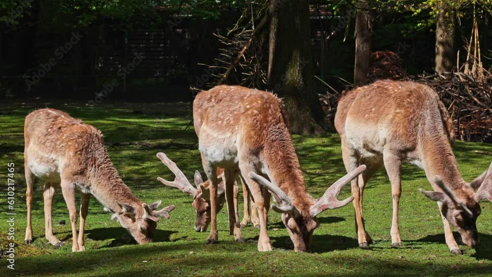 The fallow deer, Dama mesopotamica is a ruminant mammal belonging to the family Cervidae. The fallow deer, Dama mesopotamica is a ruminant mammal belonging to the family Cervidae.