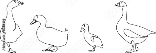 duck continuous line set illustration