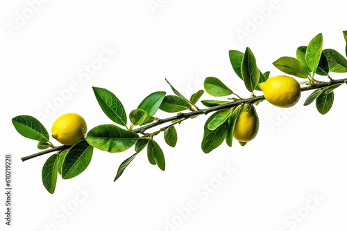 lemons tree branch with green leaves nature on air white background generative Ai