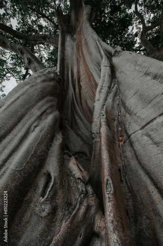 Old big tree in jungle tropical rainforest.  © grthirteen