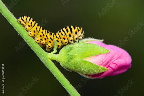 Close up   beautiful Сaterpillar of swallowtail  Monarch butterfly from caterpillar  © blackdiamond67