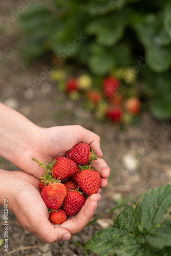 man's hands with strawberries