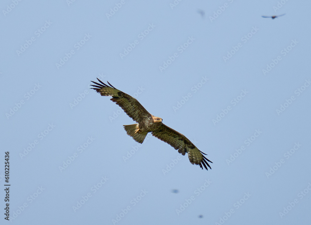 Predatory bird gliding Predatory bird gliding