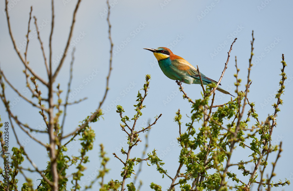 Bee eater birds