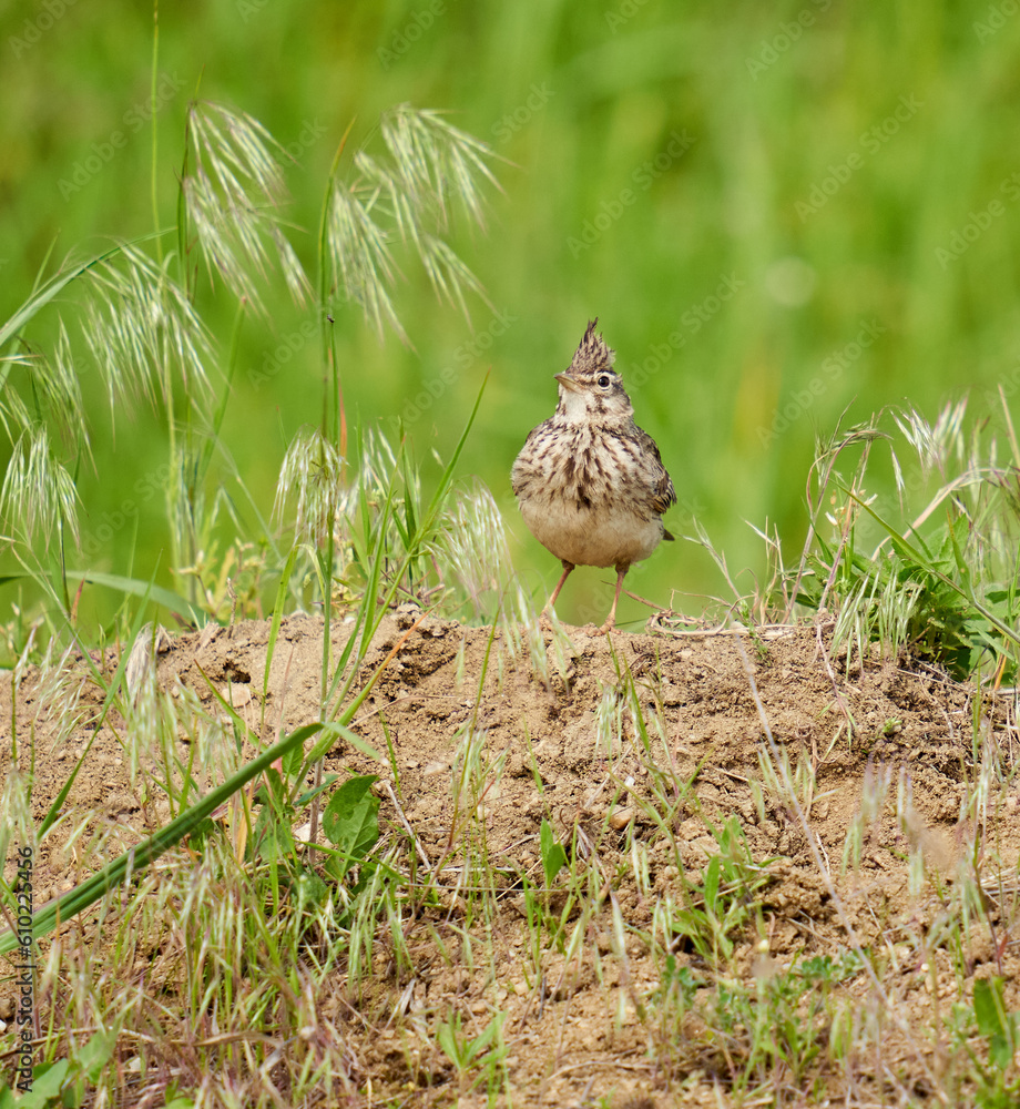 Obraz premium Crested lark standing on ground