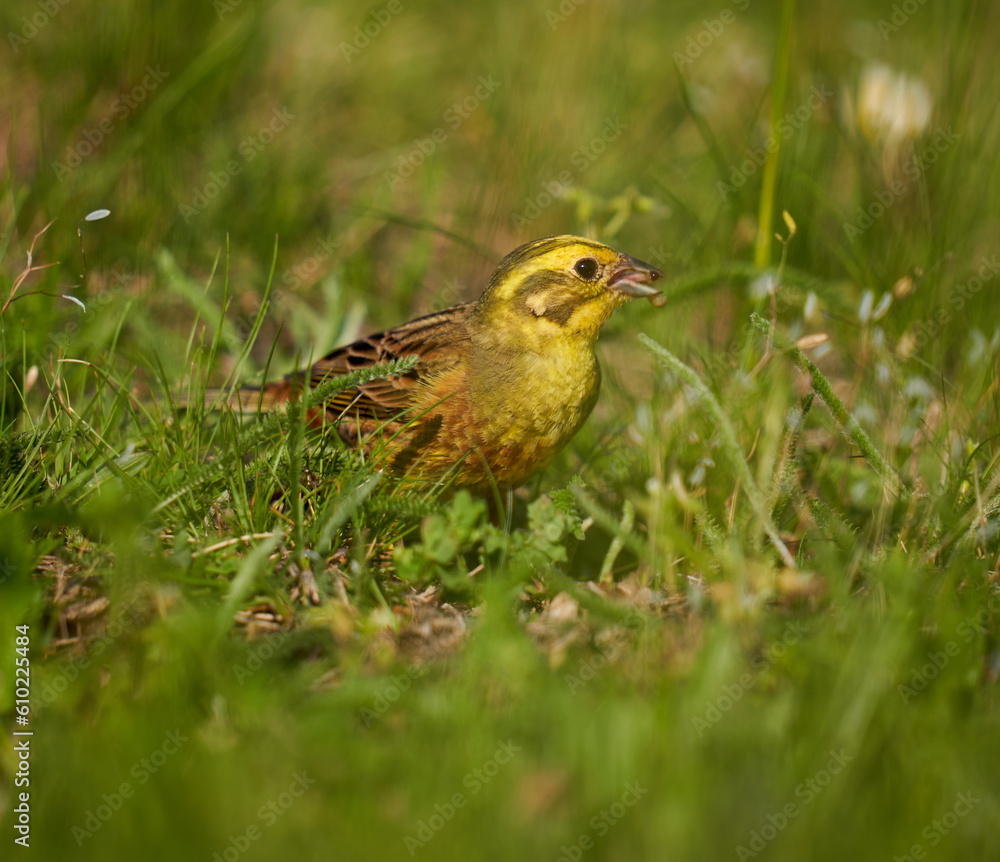 Yellowhammer feeding in the grass Yellowhammer feeding in the grass