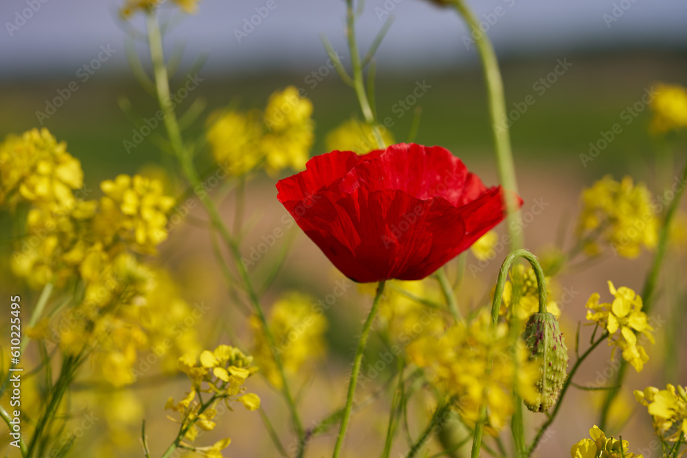 Fototapeta premium Poppy flowers in closeup