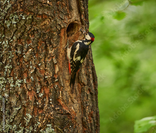 Woodpecker by the nest in the tree