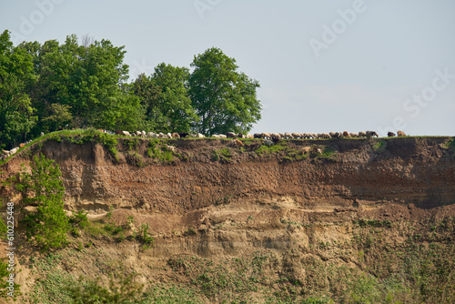 Flock of sheep and goats on a cliff