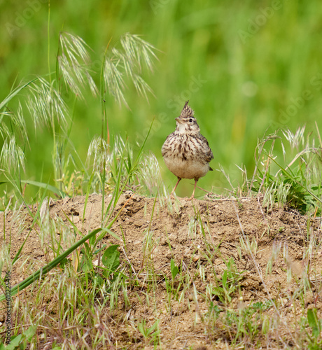 Crested lark standing on ground