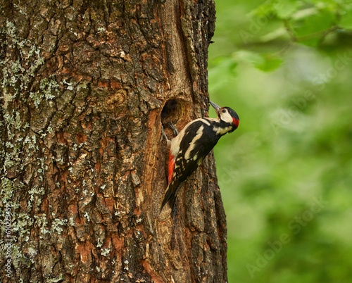 Woodpecker by the nest in the tree