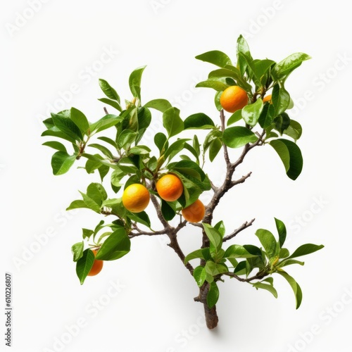 Orange tree branch with green leaves nature white background generative AI