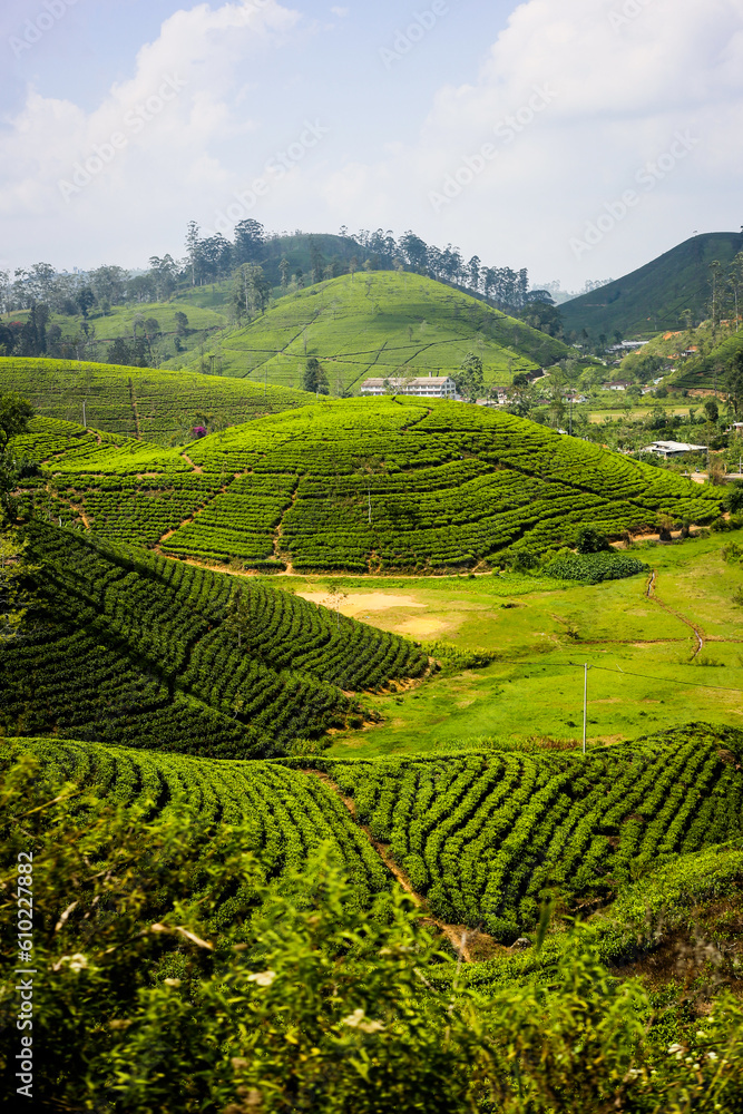 Tea plantations. Sri Lanka