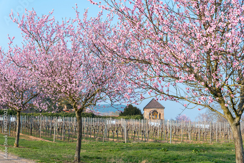 Mandelblüte am Hofgut und ehemaligen Kloster Geilweilerhof bei Siebeldingen. Region Pfalz im Bundesland Rheinland-Pfalz in Deutschland