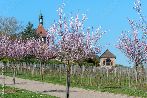 Mandelblüte am Hofgut und ehemaligen Kloster Geilweilerhof bei Siebeldingen. Region Pfalz im Bundesland Rheinland-Pfalz in Deutschland photo