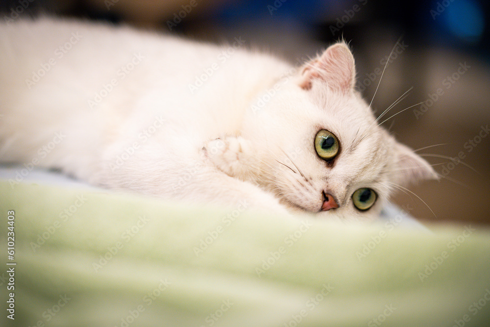 Obraz premium white persian cat