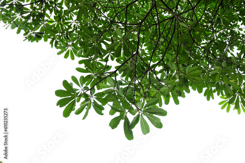 green leaves isolated cut out background