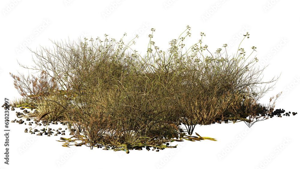 dry plants in the desert, isolated on transparent background
