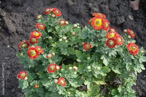 Anemone flowered red and yellow Chrysanthemums in bloom in October photo