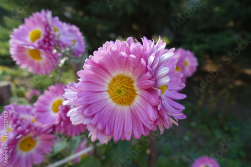 Close shot of pink and white flowers of semidouble Chrysanthemums in October photo